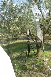 olives1.jpg