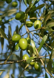 olives2.jpg