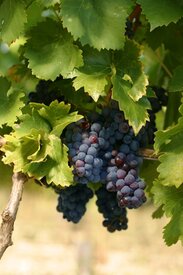 clos_des_nines_terroir12_1000.jpg