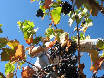 clos_des_nines_terroir8_1000.jpg